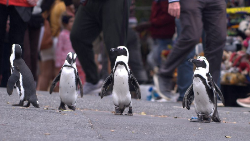 Netflix lost trailer van hilarische reeks rond pinguins